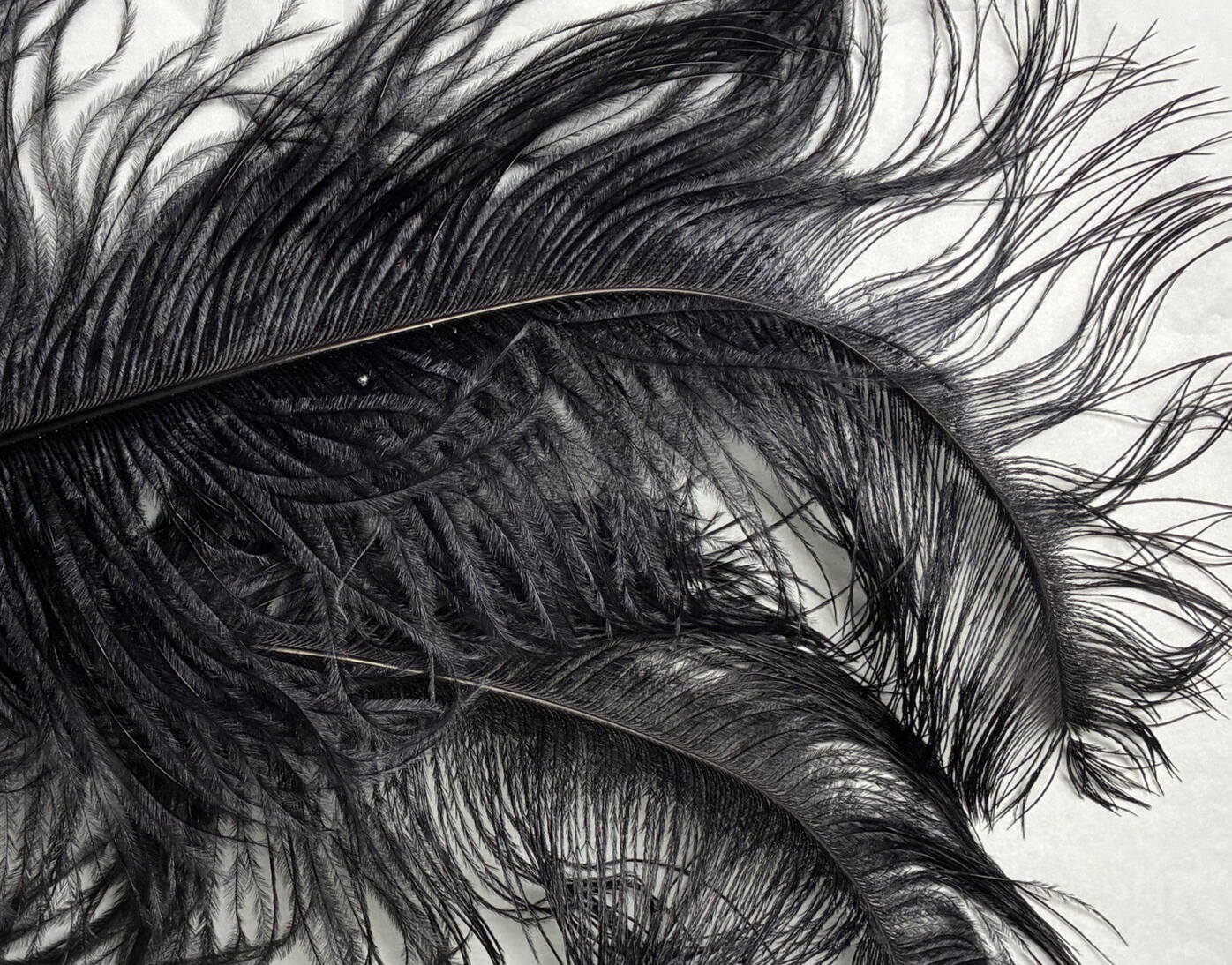 Ostrich feather Ostrich feather