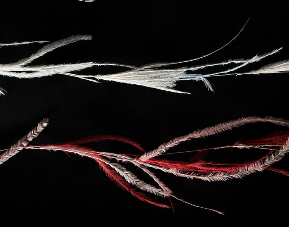 ostrich feathers thread ostrich feathers thread